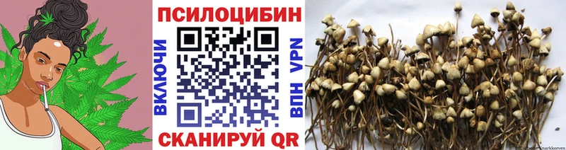 цены наркотик  Тольятти  Галлюциногенные грибы Psilocybe 